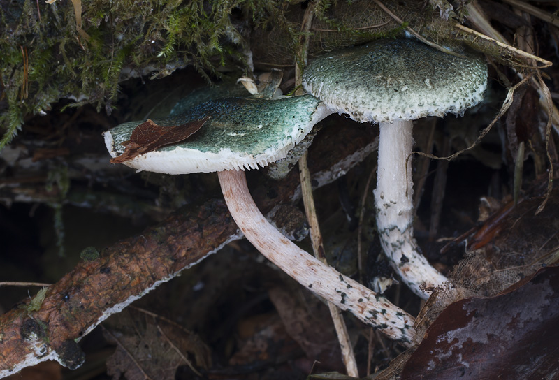 Lepiota grangei